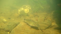 Hump-Backed Cardinalfish photo 4