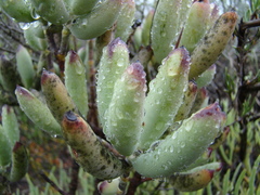 Cotyledon orbiculata orbiculata