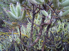 Cotyledon orbiculata orbiculata