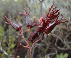 Cotyledon orbiculata orbiculata