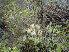 Cotyledon orbiculata orbiculata