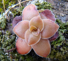Crassula orbicularis