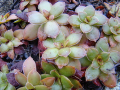 Crassula orbicularis