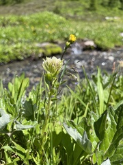 Castilleja parviflora albida