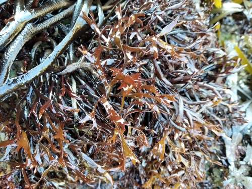 Photo of Stellate Mastocarpus (Mastocarpus stellatus)