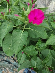 Mirabilis jalapa