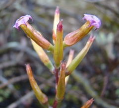 Adromischus filicaulis
