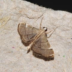 Cangetta hartoghialis