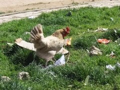 Gallus gallus domesticus