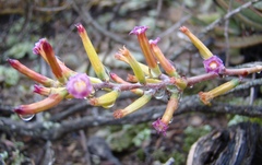 Adromischus filicaulis