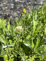 Castilleja parviflora albida