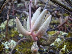 Adromischus filicaulis