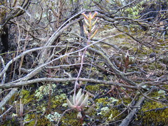Adromischus filicaulis