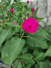 Mirabilis jalapa