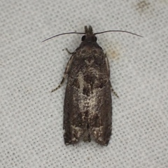 Eucosma sombreana