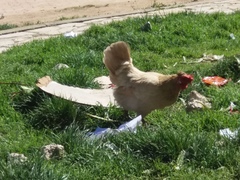 Gallus gallus domesticus