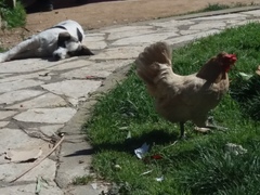 Gallus gallus domesticus
