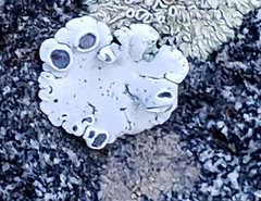 Rhizoplaca glaucophana