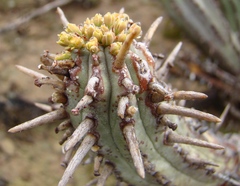 Euphorbia nesemannii