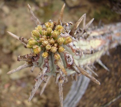 Euphorbia nesemannii