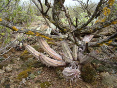 Euphorbia nesemannii