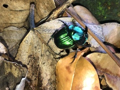 Phanaeus furiosus