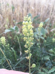 Reseda lutea