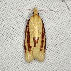 Sparganothis bistriata