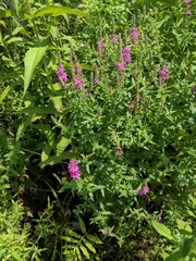 Lythrum salicaria