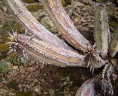 Euphorbia nesemannii