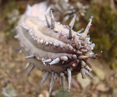 Euphorbia nesemannii
