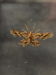 Fritillerinnys clathraria