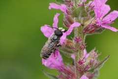 Megachile ericetorum