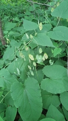 Lunaria rediviva