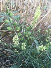 Reseda lutea