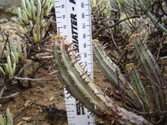 Euphorbia nesemannii