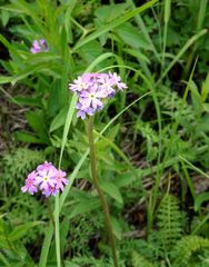 Primula longiscapa