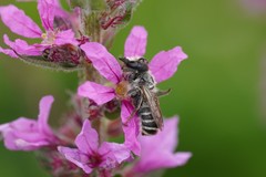 Megachile ericetorum