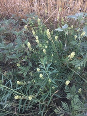 Reseda lutea