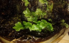 Marchantia polymorpha ruderalis