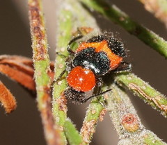 Dicranolaius cinctus