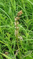 Pedicularis dasystachys