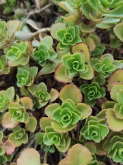 Phedimus spurius