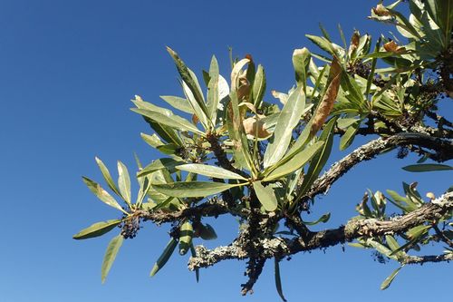 Image of Pavetta edentula by no rights reserved