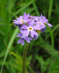 Primula longiscapa