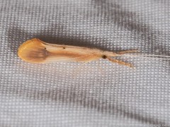 Triaenodes marginatus