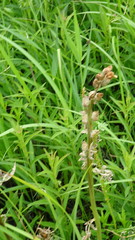 Pedicularis dasystachys