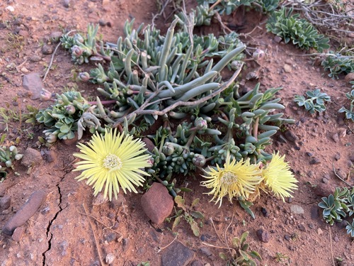 Mesembryanthemum primulinum L. Bolus 2