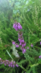 Erica cinerea
