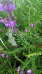 Erica cinerea